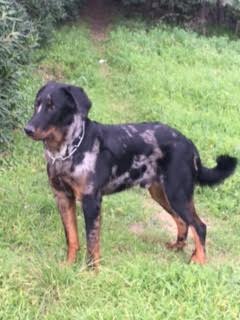 domainedelalicorne.fr photo chien beauceron photo chiot beauceron Elevage de beauceron chiot beauceron pure race élevage du clos de la licorne elevage des gardiens de la licorne elevage beauceron noir et feu authentique gros gabarits élevage de Beauceron familial sérieux et qualité domainedelalicorne.fr suivi des chiots conseil d’éducation chiot propre bas rouge santé caractère spécialiste du beauceron noir et feu ou arlequin chien rustique berger de France  nos chiots sont élevés avec amour et attention notre passion au service de la qualité Beauceron de qualité et sportif domaine de la licorne 04380 BARRAS élevage en liberté éleveur berger de beauce élevage de beauceron de travail 06 11 20 51 93 site domainedelalicorne.fr mail domainedelalicorne@gmail.com